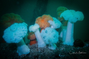 Puget Sounds' Giant Plumose Anemones by Chris Mckenna 